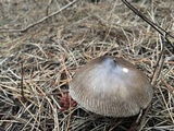 Amanita pachycolea image