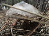Amanita pachycolea image