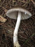 Amanita pachycolea image