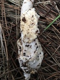 Amanita pachycolea image
