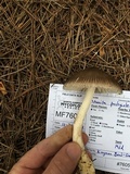 Amanita pachycolea image