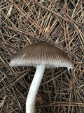 Amanita pachycolea image