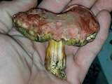 Hortiboletus campestris image