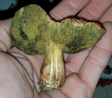 Hortiboletus campestris image