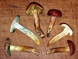 Hortiboletus campestris image