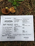 Chalciporus piperatus var. amarellus image