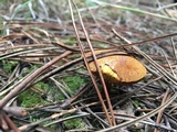 Chalciporus piperatus var. amarellus image