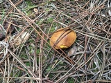 Chalciporus piperatus var. amarellus image