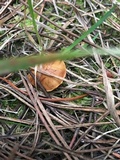Chalciporus piperatus var. amarellus image