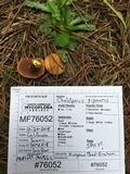 Chalciporus piperatus var. amarellus image