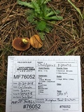 Chalciporus piperatus var. amarellus image