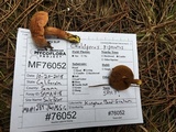 Chalciporus piperatus var. amarellus image