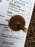 Chalciporus piperatus var. amarellus image