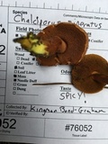 Chalciporus piperatus var. amarellus image