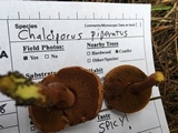 Chalciporus piperatus var. amarellus image