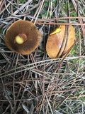 Chalciporus piperatus var. amarellus image