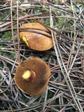 Chalciporus piperatus var. amarellus image