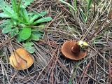 Chalciporus piperatus var. amarellus image