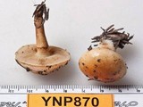 Pholiota olivaceophylla image