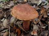 Suillellus hypocarycinus image