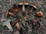 Suillellus hypocarycinus image
