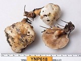 Pholiota olivaceophylla image