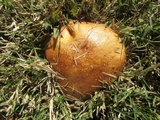 Suillus americanus image