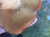 Suillus americanus image