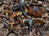 Suillellus hypocarycinus image
