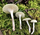 Cuphophyllus virgineus image