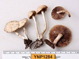 Psathyrella ellenae var. yubaensis image