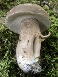 Boletus variipes image