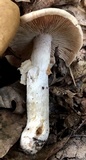 Cortinarius caperatus image