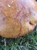 Suillus americanus image