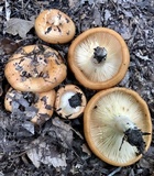Lactarius croceus image