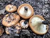 Lactarius croceus image