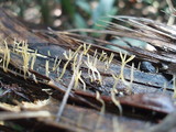 Calocera cornea image