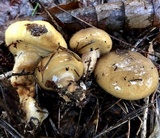 Suillus cothurnatus image
