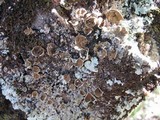 Punctelia subrudecta image