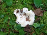 Lactarius piperatus image