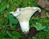 Lactarius piperatus image