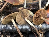 Agrocybe firma image