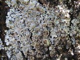Punctelia subrudecta image