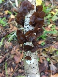 Exidia recisa image
