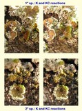 Punctelia subrudecta image
