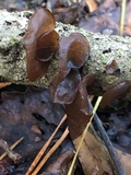 Exidia recisa image