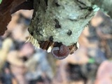 Exidia recisa image