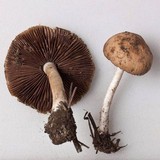 Psathyrella piluliformis image