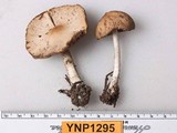 Psathyrella piluliformis image