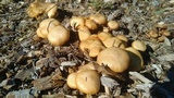 Gymnopilus lepidotus image